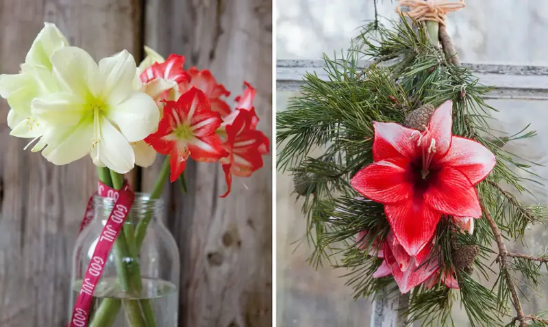 Vänster: snitt amaryllis i en glasflaska med "God Jul"-band. Höger: snitt amaryllis i en julkrans av granris.